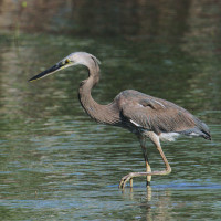 Great-billed Heron